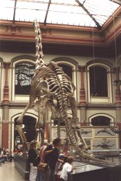 Brachiosaurus im Naturkundemuseum Berlin
