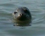Video: Seehunde vor Helgoland - Düne