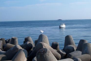 kleine Mwe auf Helgoland