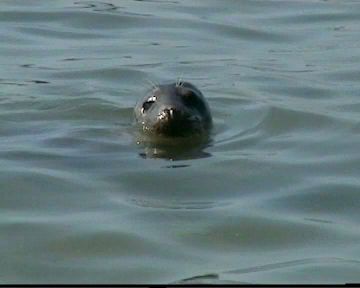 Seehund vor Helgoland - Dne