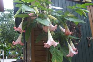 Blüten des Trompetenbaums