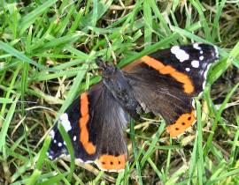 der fertige Schmetterling - ein Admiral