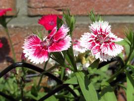 Blumen in AlbinZ Garten