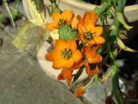 Blumen in AlbinZ Garten