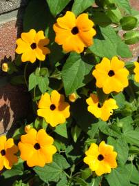 Blumen in AlbinZ Garten
