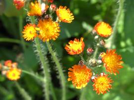 Blumen in AlbinZ Garten