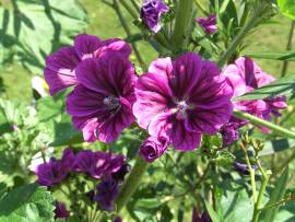 Blumen in AlbinZ Garten