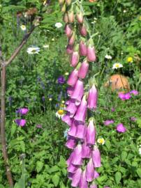 Blumen in AlbinZ Garten