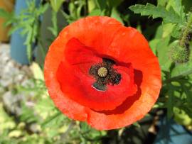 Blumen in AlbinZ Garten
