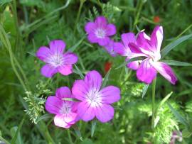 Blumen in AlbinZ Garten