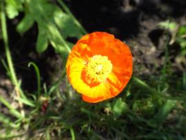 Blumen in Albinz Garten