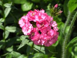 Blumen in Albinz Garten