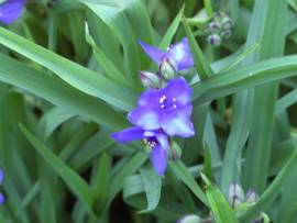Blumen in Albinz Garten
