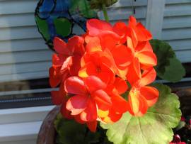 Blumen in Albinz Garten