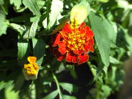 Blumen in Albinz Garten