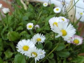 Blumen in Albinz Garten