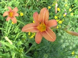 Blumen in AlbinZ Garten