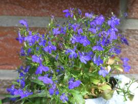 Blumen in AlbinZ Garten