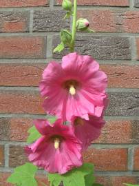Blumen in AlbinZ Garten