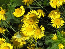 Blumen in AlbinZ Garten