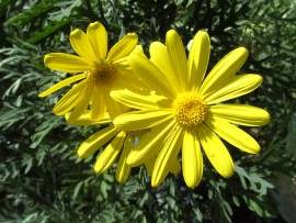 Blumen in AlbinZ Garten