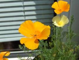 Blumen in AlbinZ Garten