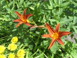 Blumen in AlbinZ Garten