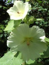 Blumen in AlbinZ Garten