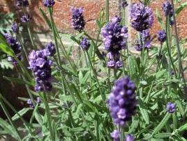Blumen in AlbinZ Garten