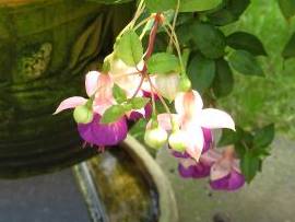 Blumen in AlbinZ Garten