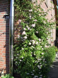 Garten bei AlbinZ im Mai 2007