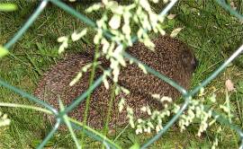 Igel in Nachbars Garten