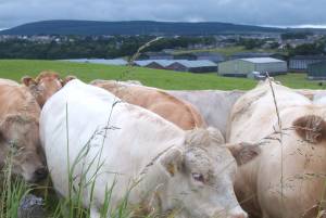 Kühe in Keith/Schottland - mit Warehouses von Chivas Regal im Hintergrund